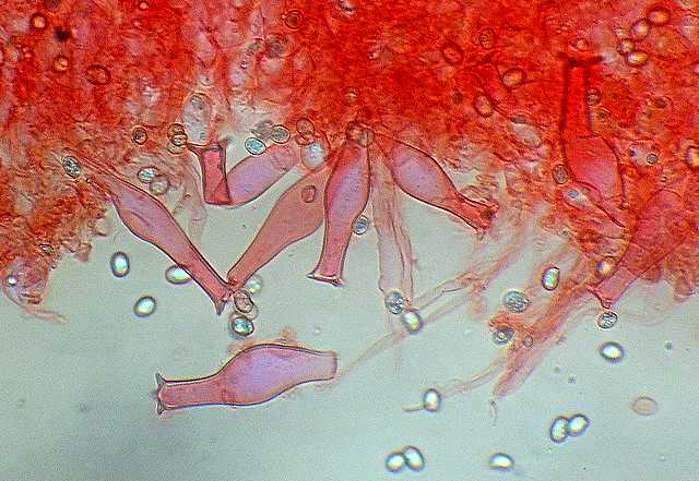 Pluteus   pseudorobertii   M.M. Moser